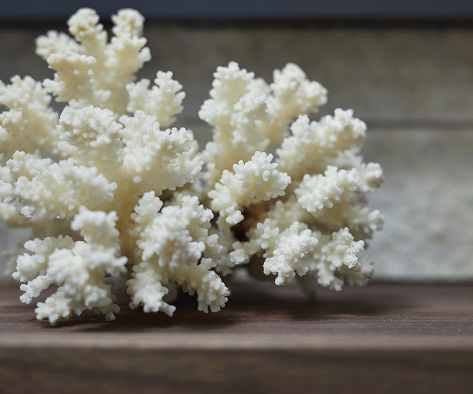 Coral-on-Table.jpg#asset:2275