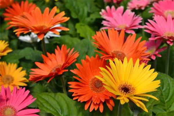 Orange pink and yellow gerbera daisies