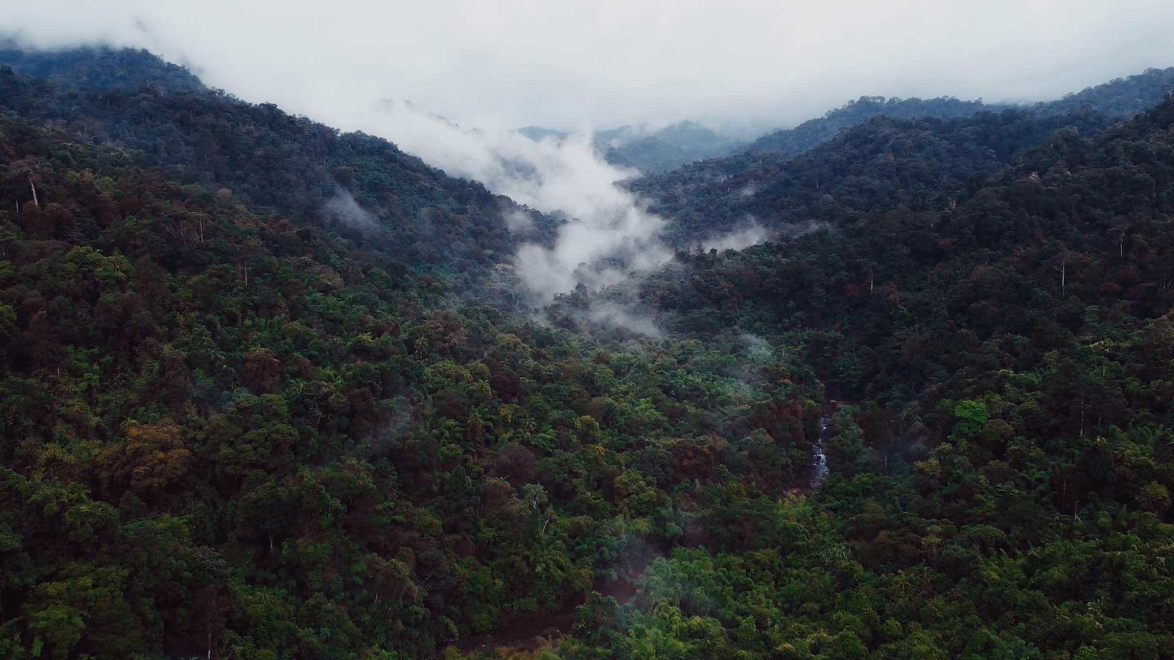 Rainforest with rising mist