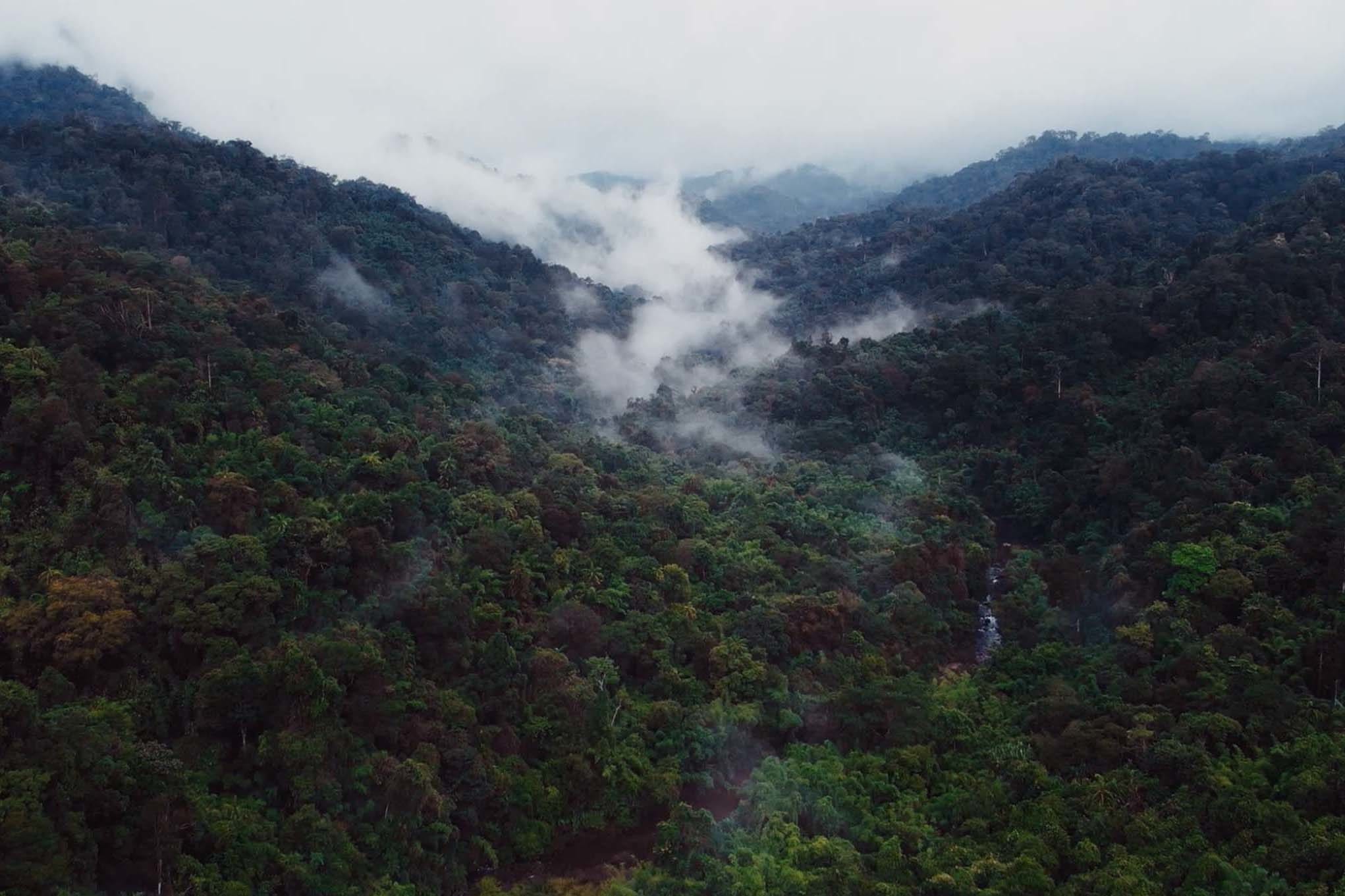 Rainforest with rising mist small