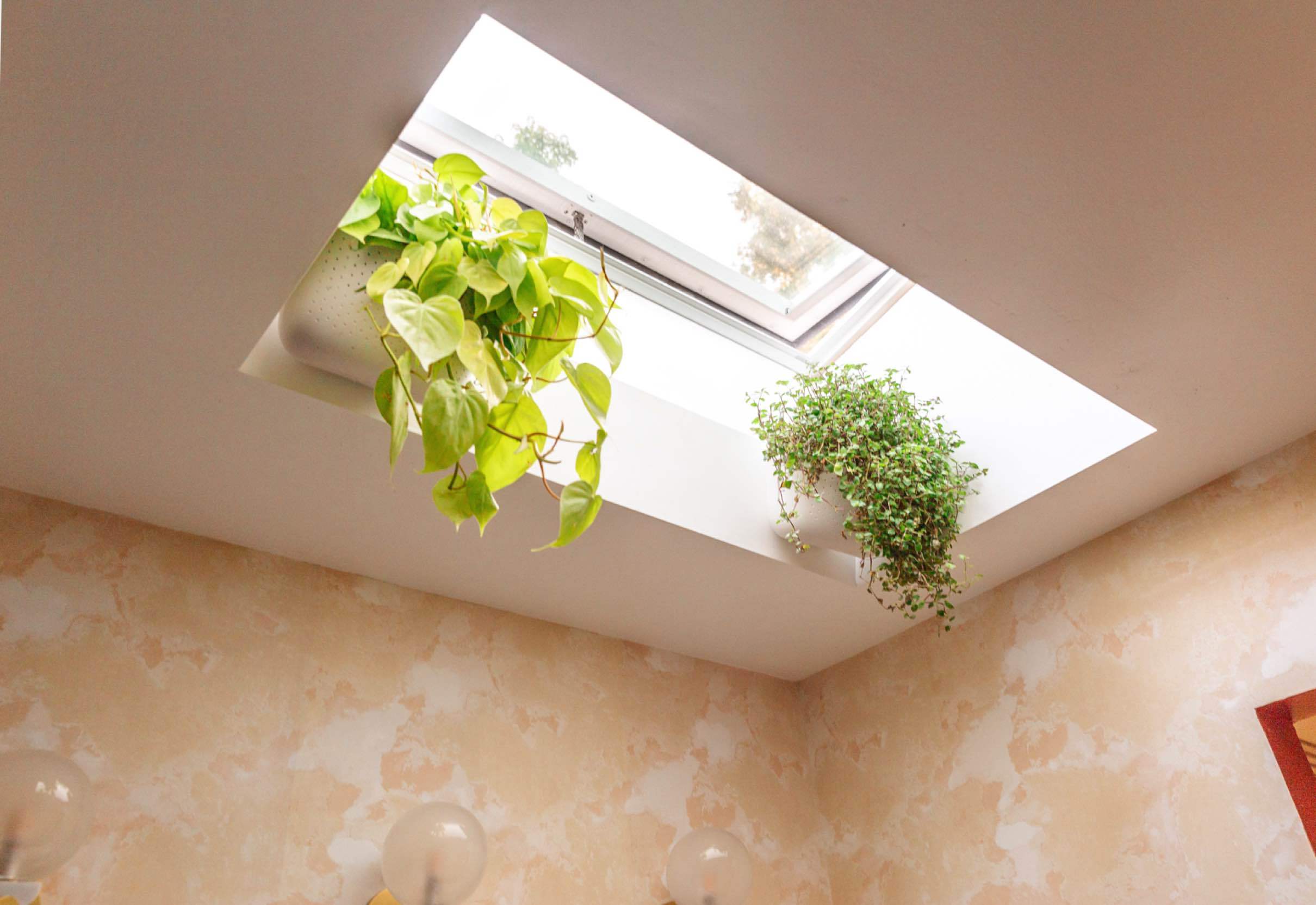 Skylight with hanging plants closeup