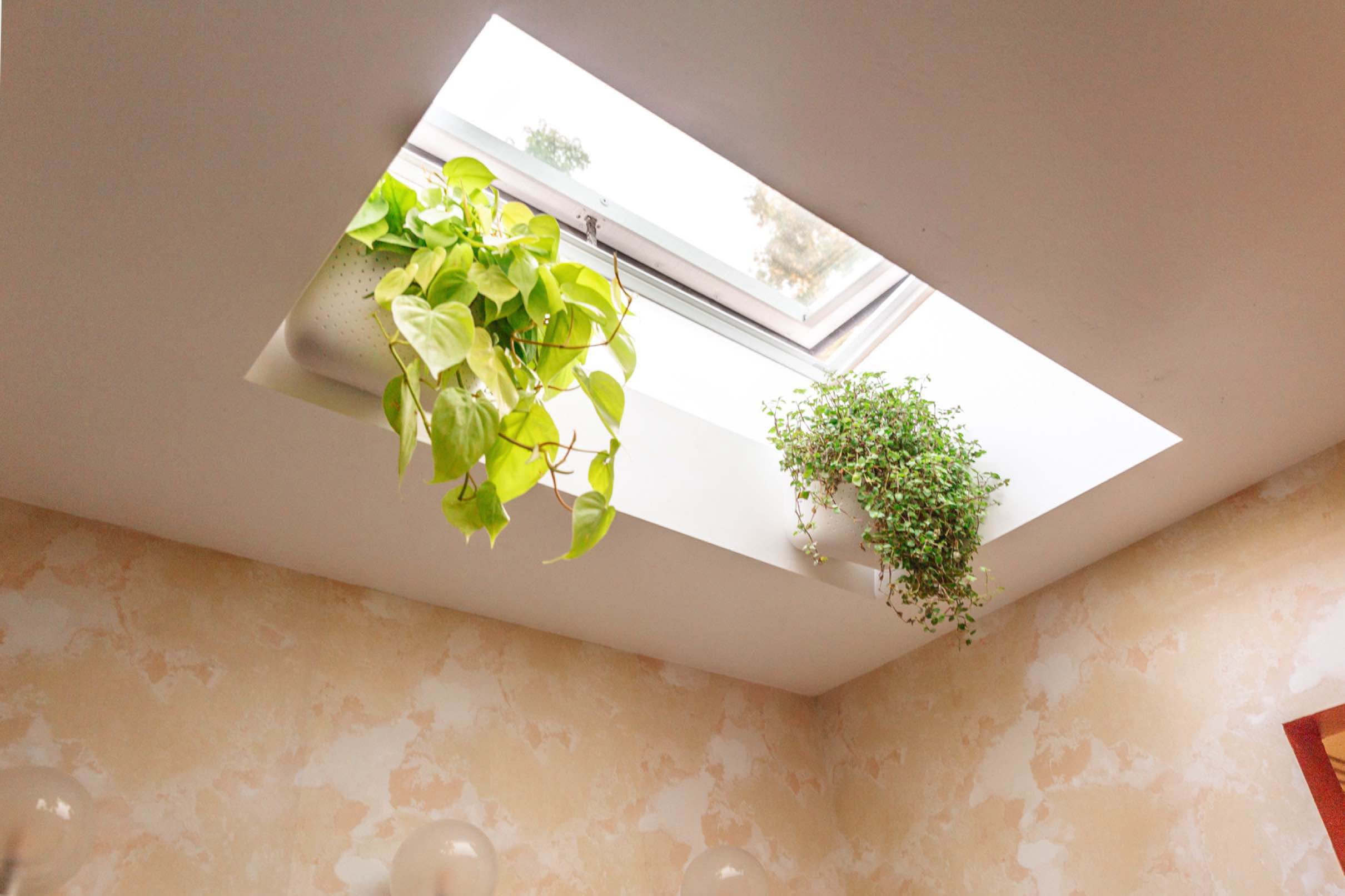 Studio plumb skylight with plantstmb
