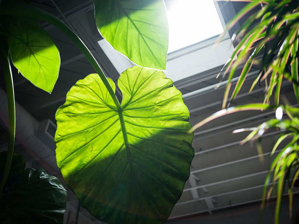 Looking up at plant leaves brightened by sunlight coming through a skylight