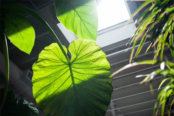 Plant leaves brightened by sun through a skylight TMB