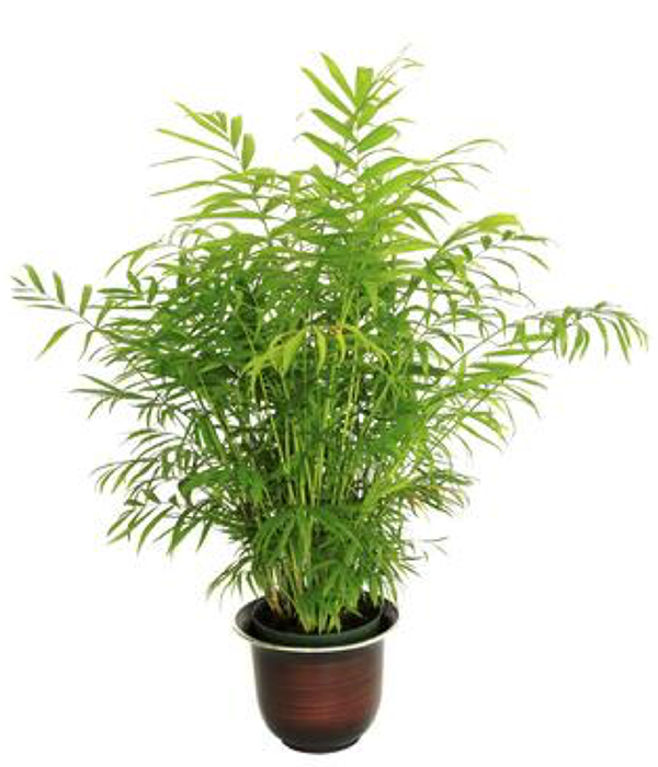 Bamboo-palmsml.png#asset:4309