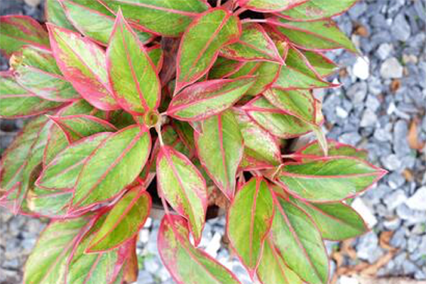 Chinese-evergreen.png#asset:4310